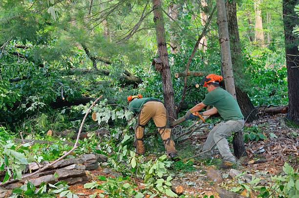 Leaf Removal in Middleport, NY