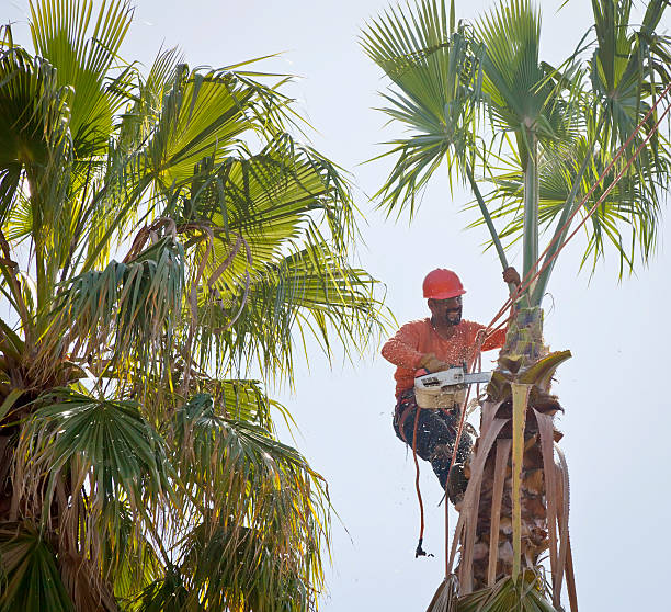Middleport, NY Tree Services Company